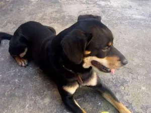 Cachorro raça SRD-ViraLata idade 6 ou mais anos nome Bobby