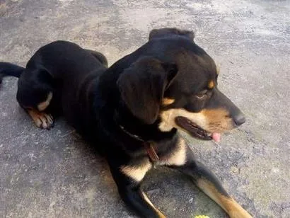 Cachorro raça SRD-ViraLata idade 6 ou mais anos nome Bobby