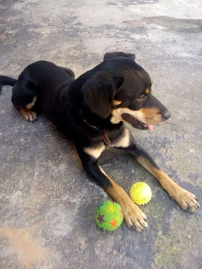 Cachorro raça SRD-ViraLata idade 6 ou mais anos nome Bobby