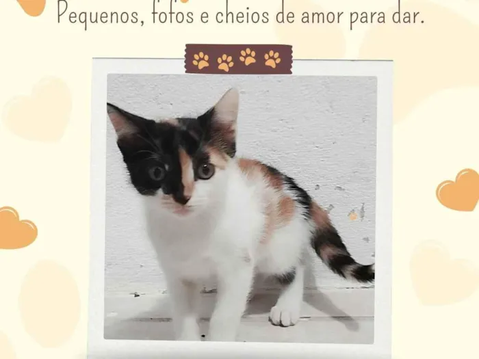 Gato raça SRD-ViraLata idade 2 a 6 meses nome gatinhas fêmeas 