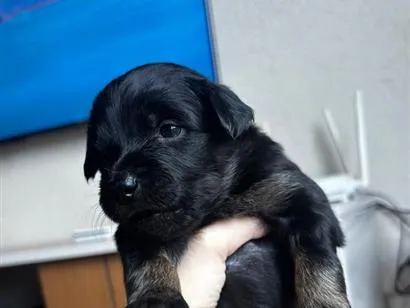 Cachorro raça SRD-ViraLata idade Abaixo de 2 meses nome Avelã