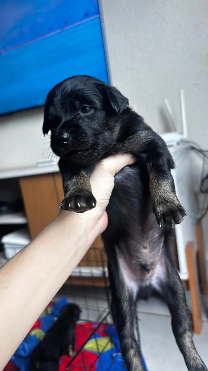 Cachorro raça SRD-ViraLata idade Abaixo de 2 meses nome Avelã