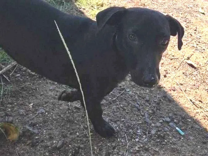 Cachorro raça SRD-ViraLata idade 4 anos nome cão macho preto 
