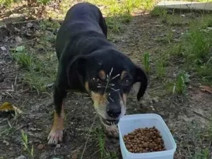 Cachorro raça SRD-ViraLata idade 6 ou mais anos nome cão idoso