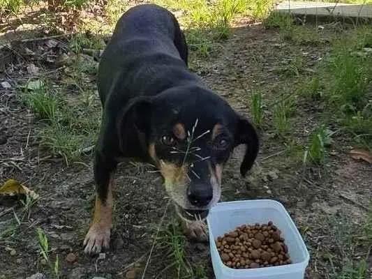 Cachorro raça SRD-ViraLata idade 6 ou mais anos nome cão idoso