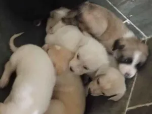 Cachorro raça SRD-ViraLata idade 2 a 6 meses nome sem nomes ainda 