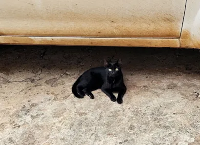 Gato raça SRD-ViraLata idade 2 a 6 meses nome pretinho