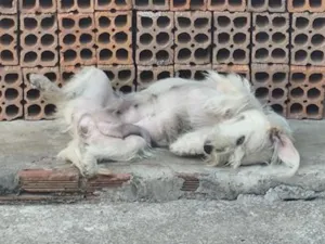 Cachorro raça SRD-ViraLata idade 7 a 11 meses nome estrela