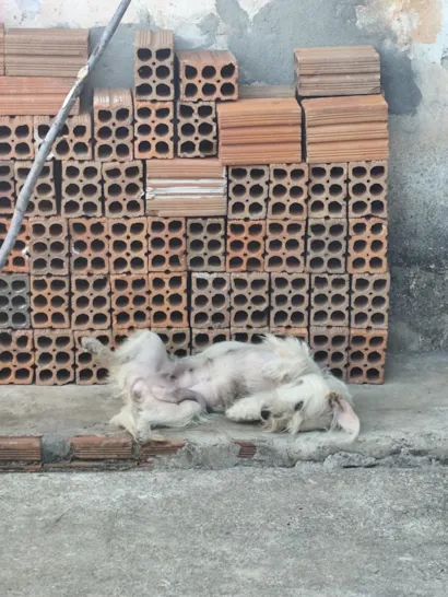 Cachorro raça SRD-ViraLata idade 7 a 11 meses nome estrela