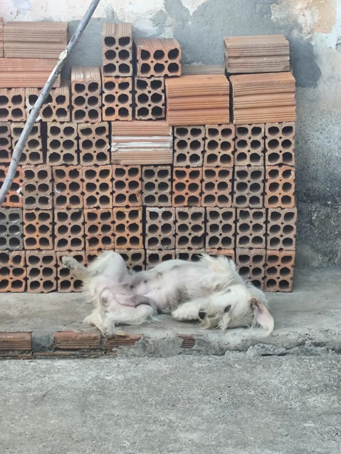 Cachorro raça SRD-ViraLata idade 7 a 11 meses nome estrela