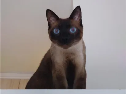Gato raça Siamês idade 4 anos nome Mel