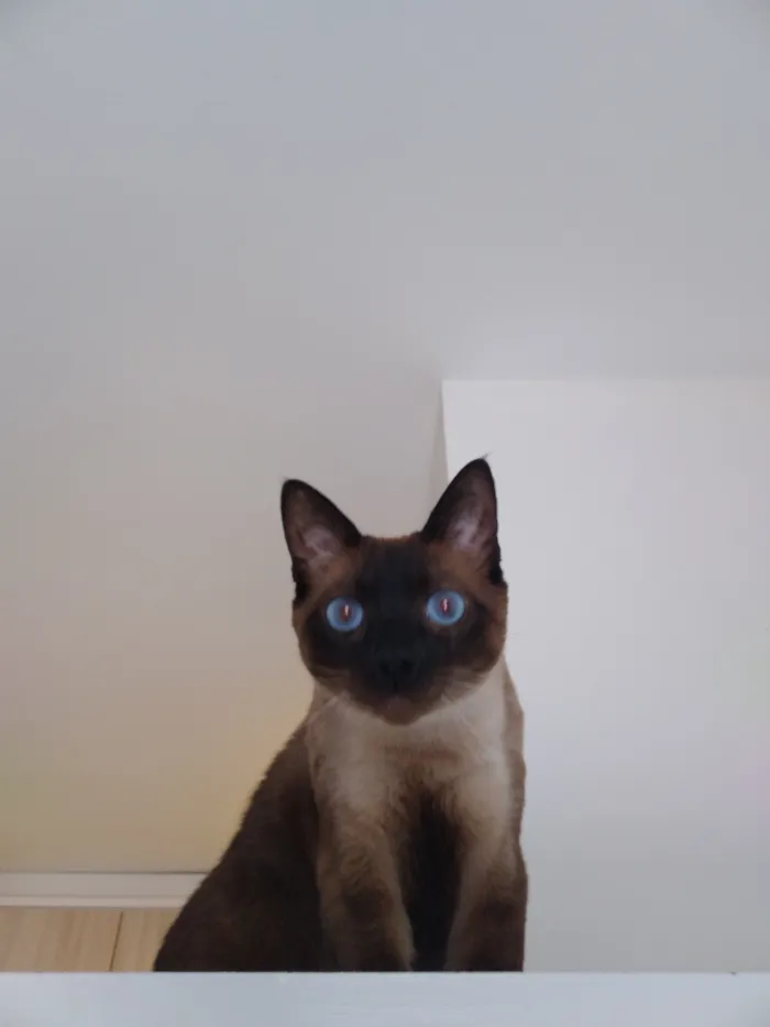 Gato raça Siamês idade 4 anos nome Mel