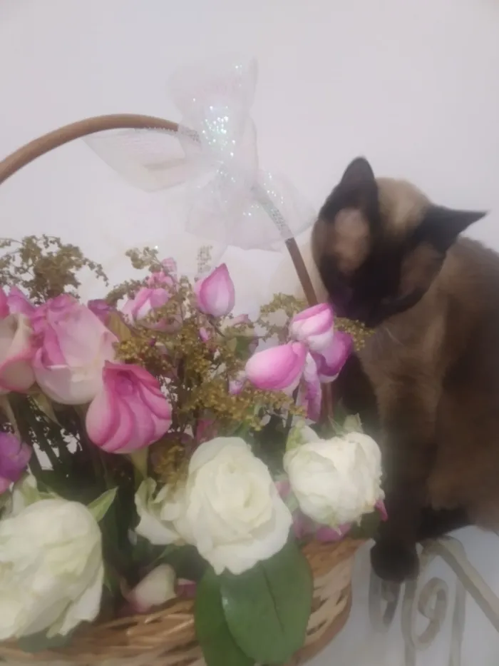 Gato raça Siamês idade 4 anos nome Mel