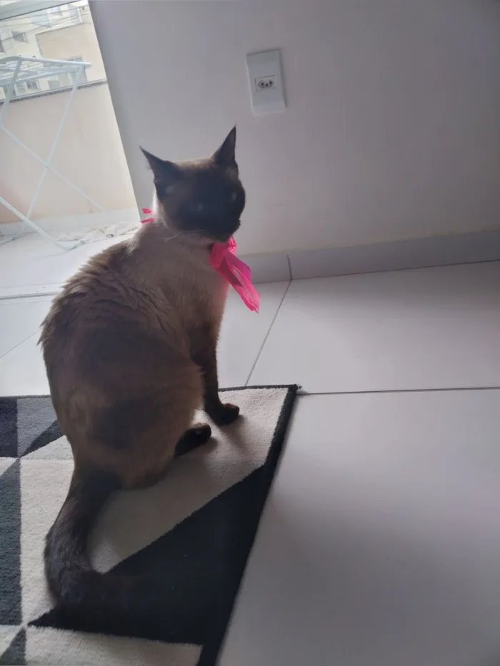 Gato raça Siamês idade 4 anos nome Mel