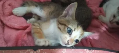 Gato raça SRD-ViraLata idade 2 a 6 meses nome Mia