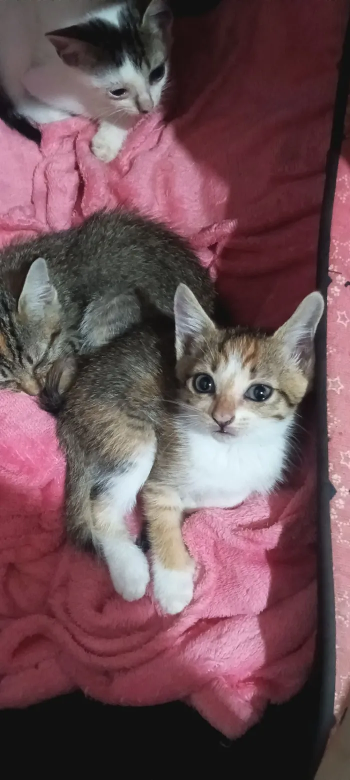 Gato raça SRD-ViraLata idade 2 a 6 meses nome Mia