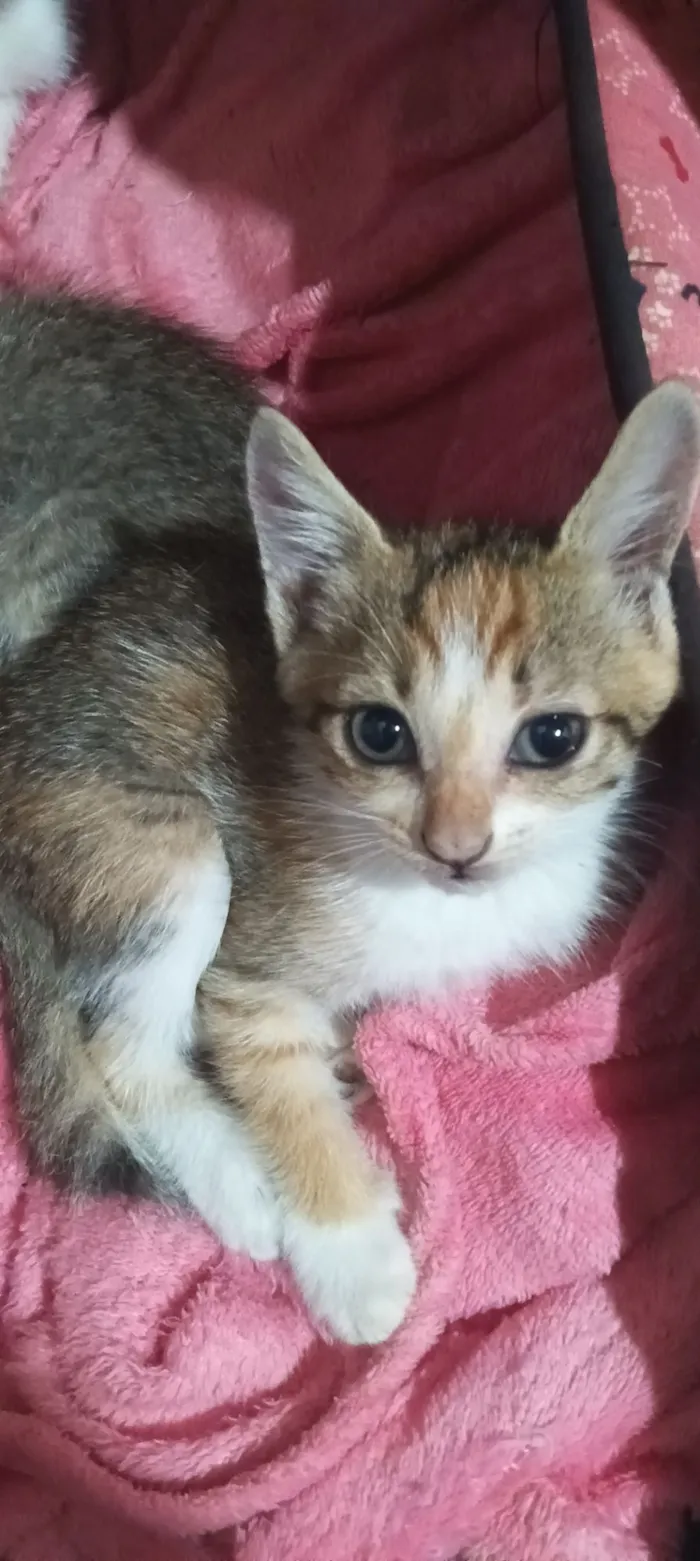 Gato raça SRD-ViraLata idade 2 a 6 meses nome Mia