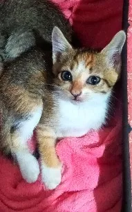 Gato raça SRD-ViraLata idade 2 a 6 meses nome Mia