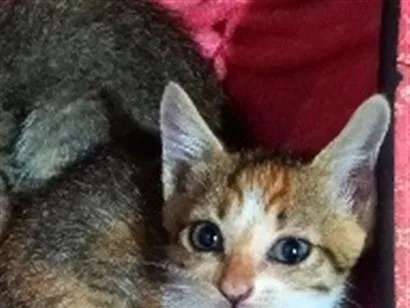 Gato raça SRD-ViraLata idade 2 a 6 meses nome Mia