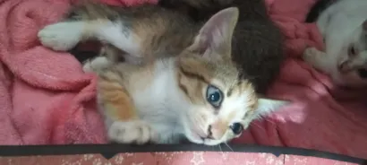Gato raça SRD-ViraLata idade 2 a 6 meses nome Mia