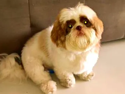 Cachorro raça Shitzu idade 2 anos nome Yuki