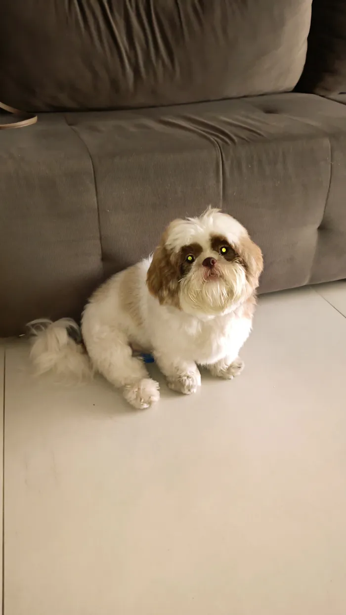 Cachorro raça Shitzu idade 2 anos nome Yuki