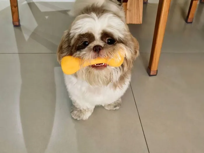 Cachorro raça Shitzu idade 2 anos nome Yuki
