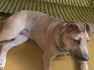 Cachorro raça SRD-ViraLata idade 7 a 11 meses nome Belinha