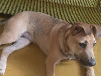 Cachorro raça SRD-ViraLata idade 7 a 11 meses nome Belinha