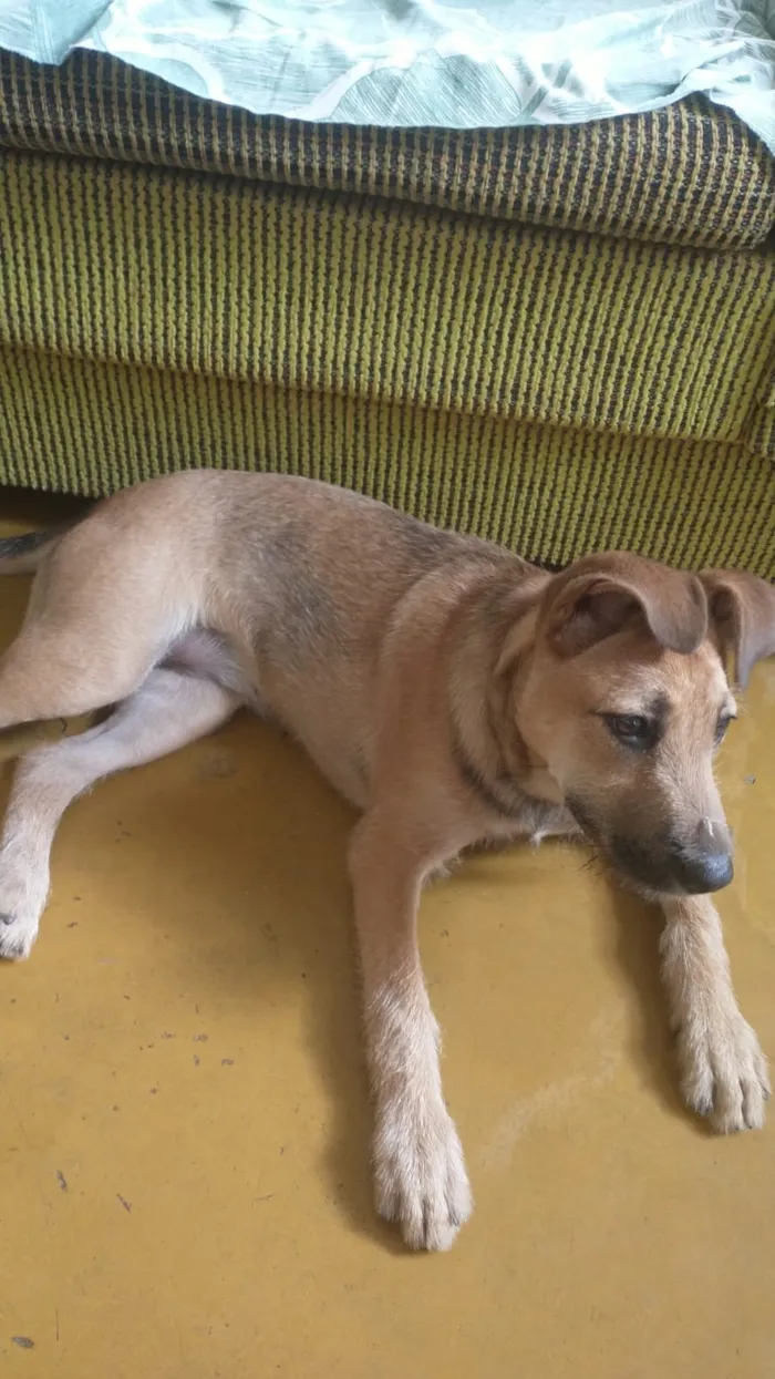 Cachorro raça SRD-ViraLata idade 7 a 11 meses nome Belinha