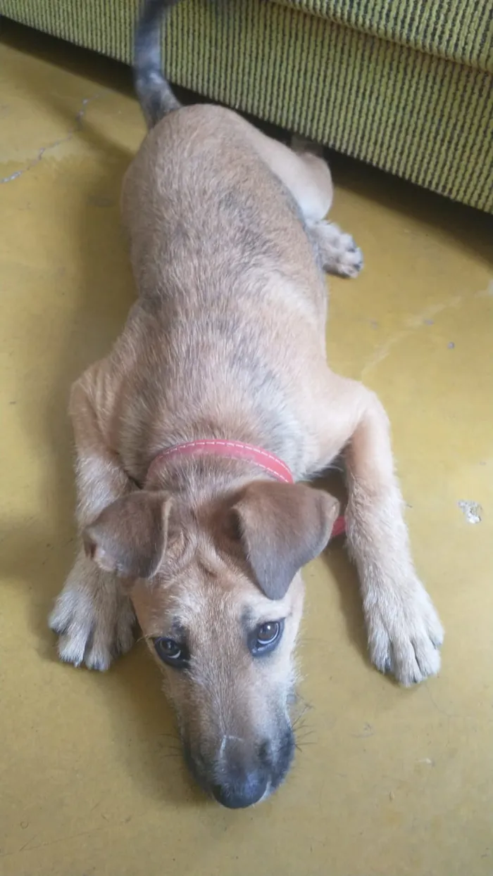 Cachorro raça SRD-ViraLata idade 7 a 11 meses nome Belinha