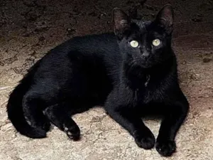 Gato raça SRD-ViraLata idade 2 a 6 meses nome pretinho