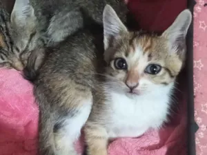 Gato raça SRD-ViraLata idade 2 a 6 meses nome Mia