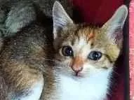 Gato raça SRD-ViraLata idade 2 a 6 meses nome Mia