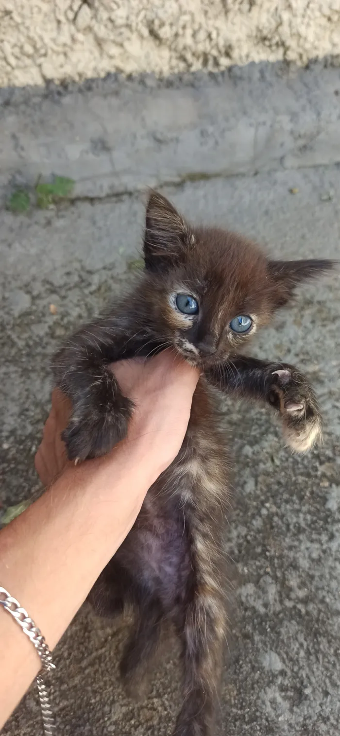 Gato raça SRD-ViraLata idade Abaixo de 2 meses nome filhotes