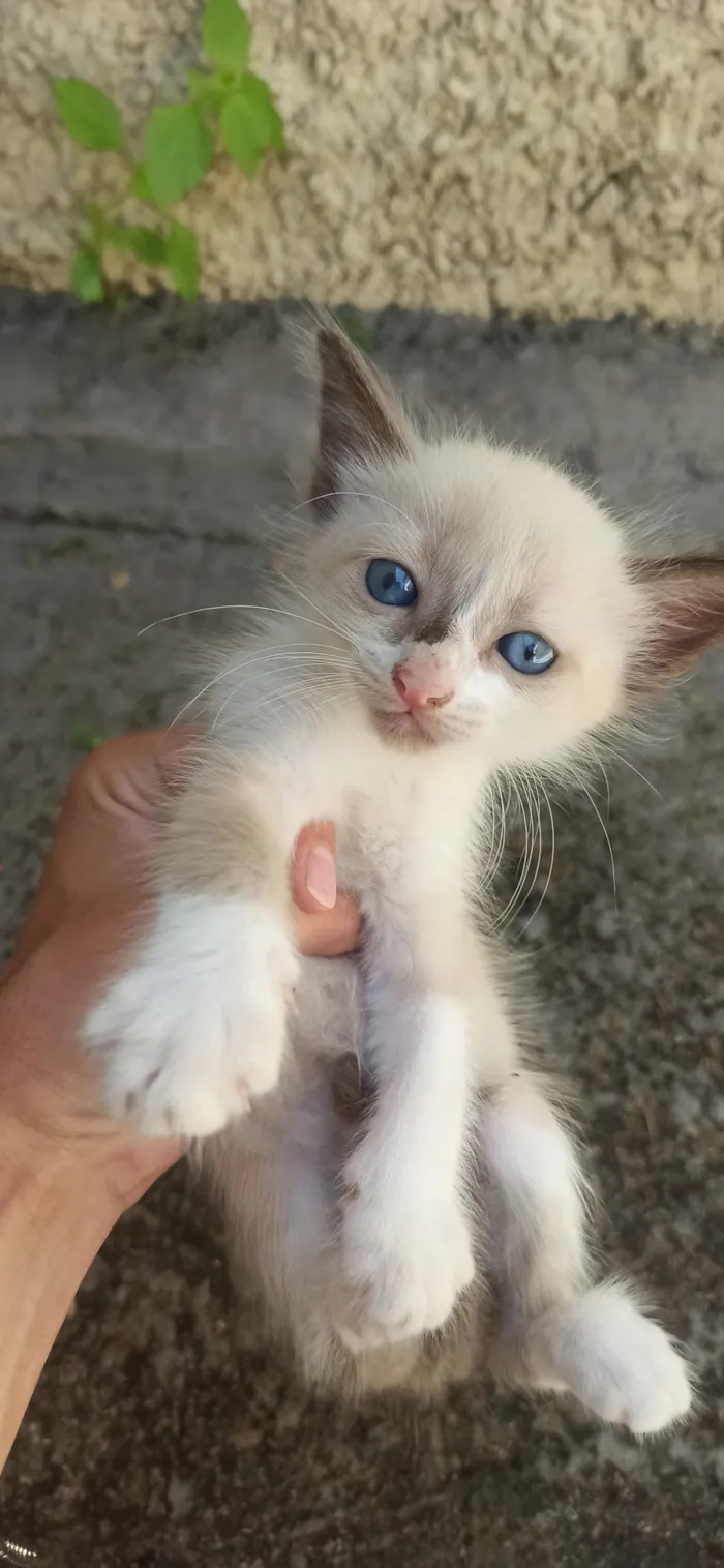Gato raça SRD-ViraLata idade Abaixo de 2 meses nome filhotes