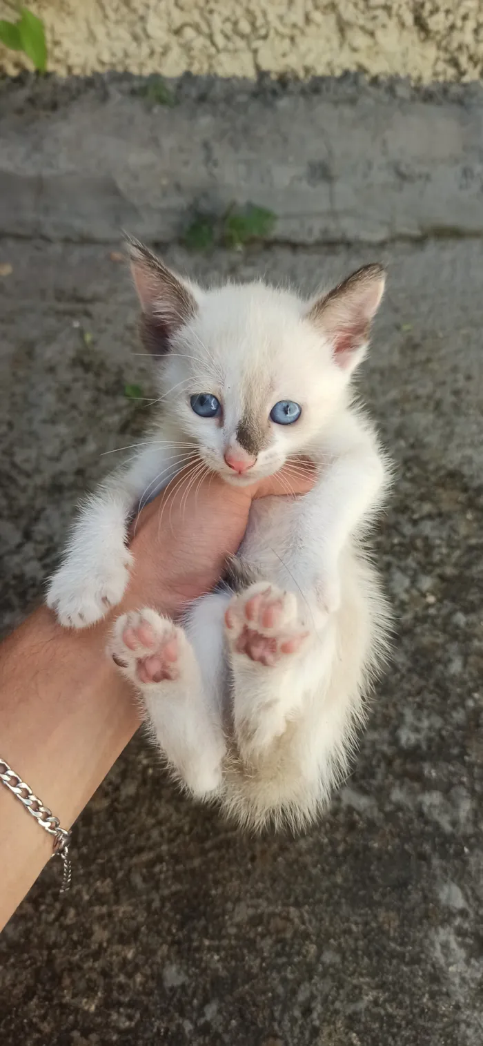 Gato raça SRD-ViraLata idade Abaixo de 2 meses nome filhotes