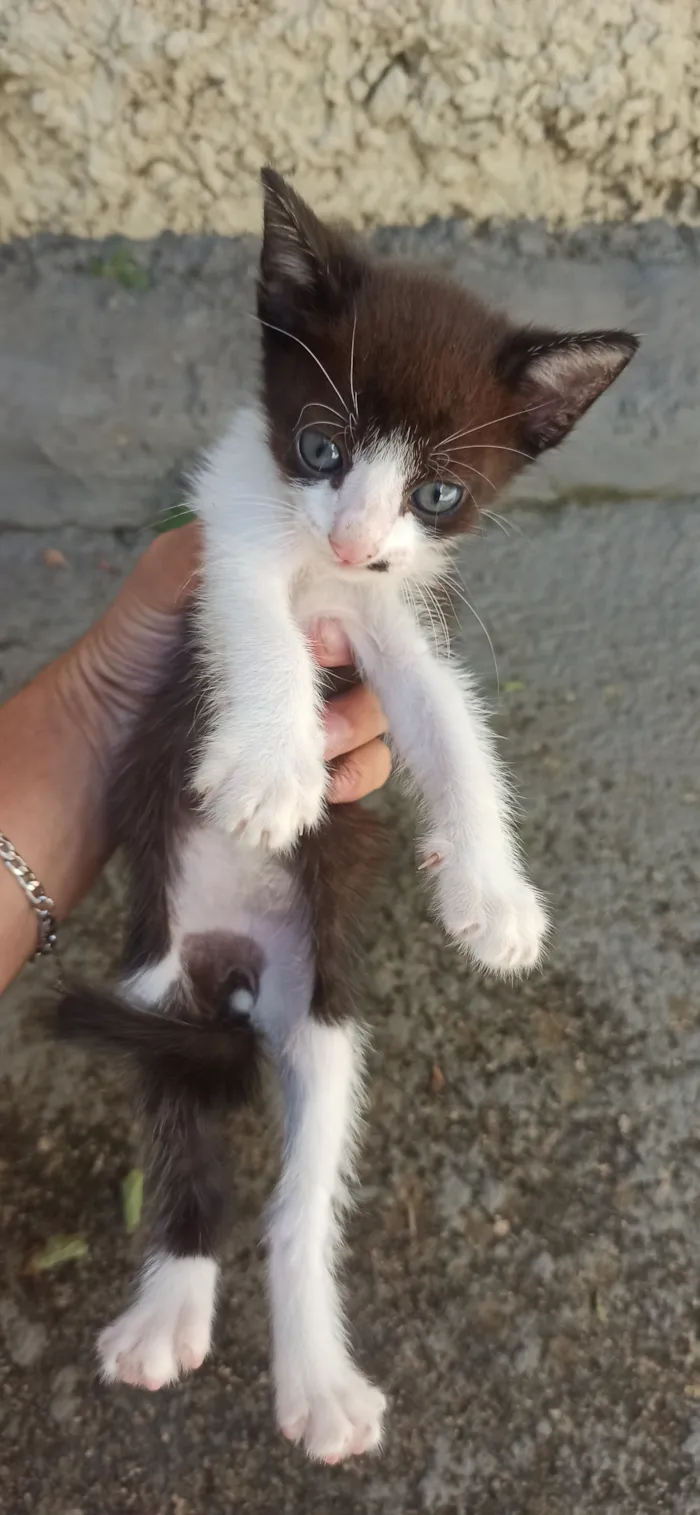 Gato raça SRD-ViraLata idade Abaixo de 2 meses nome filhotes