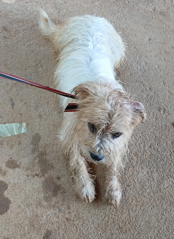 Cachorro raça Shitzu idade 3 anos nome billy