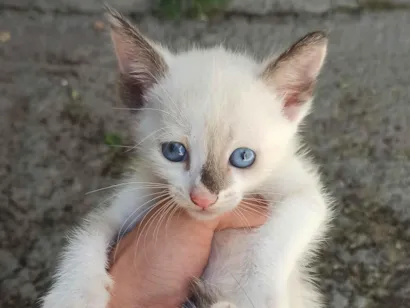 Gato raça SRD-ViraLata idade Abaixo de 2 meses nome filhotes