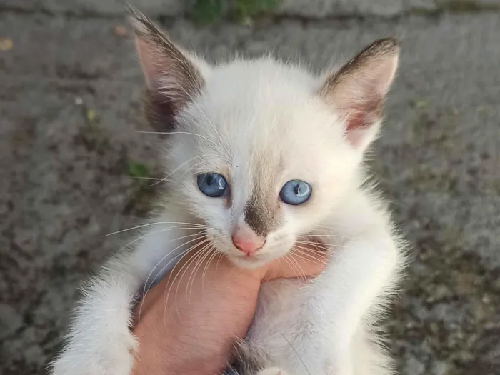 Gato raça SRD-ViraLata idade Abaixo de 2 meses nome filhotes