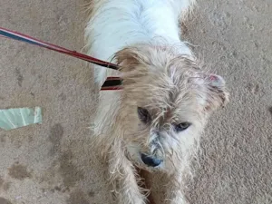 Cachorro raça Shitzu idade 3 anos nome billy