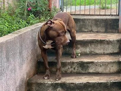 Cachorro raça Pit-Bull idade 1 ano nome polo