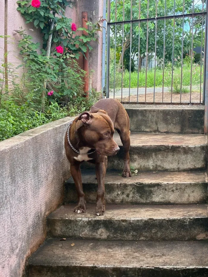 Cachorro raça Pit-Bull idade 1 ano nome polo