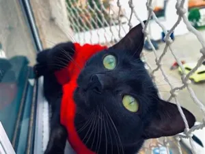 Gato raça SRD-ViraLata idade 1 ano nome Naomi