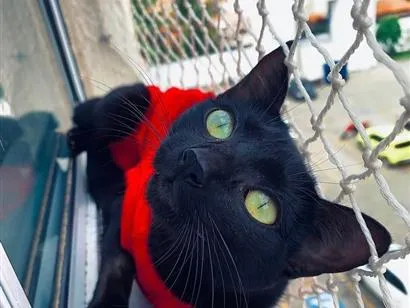 Gato raça SRD-ViraLata idade 1 ano nome Naomi