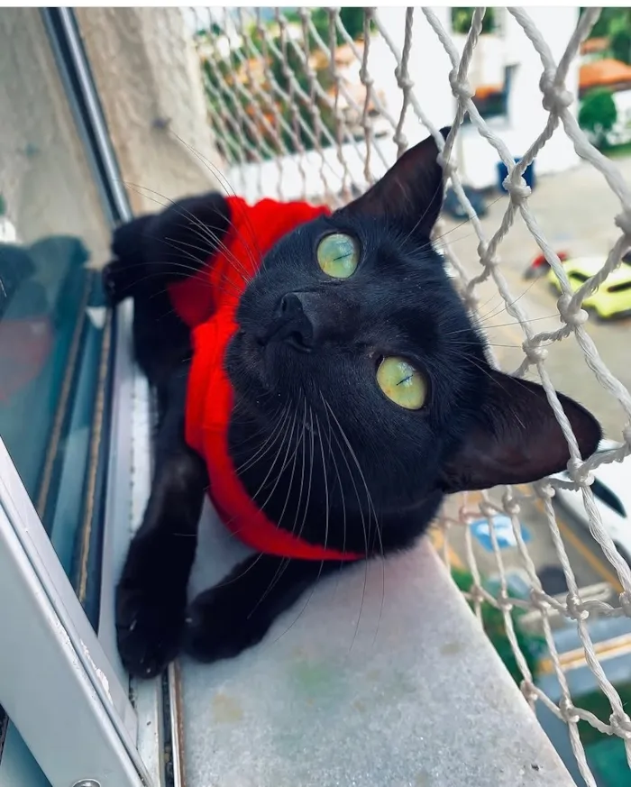 Gato raça SRD-ViraLata idade 1 ano nome Naomi