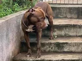 Cachorro raça Pit-Bull idade 1 ano nome polo