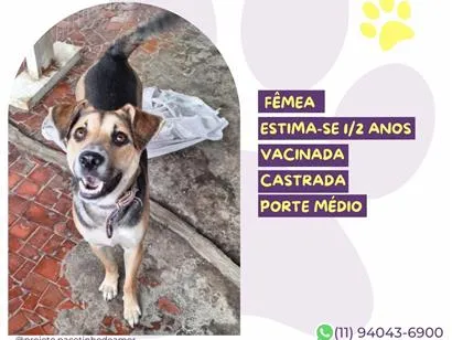 Cachorro raça SRD-ViraLata idade 1 ano nome Pipoca