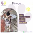Pipoca